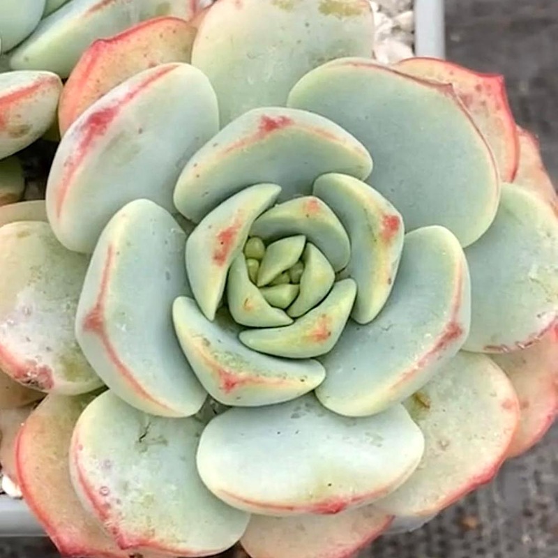 x Sedeveria ‘Pudgy’