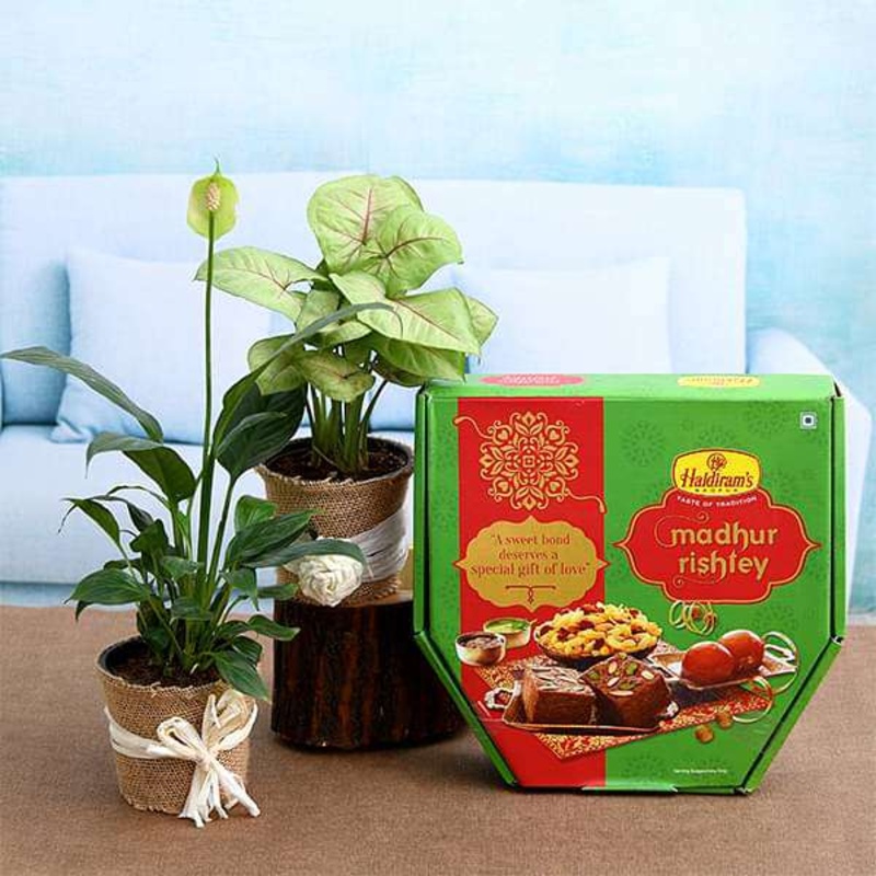 Box of Sweets with Air Purifier Plants