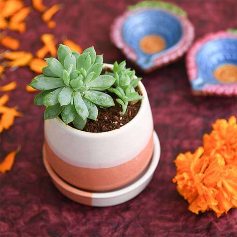 Bring Prosperity with Laxmi Kamal in Ceramic Pot