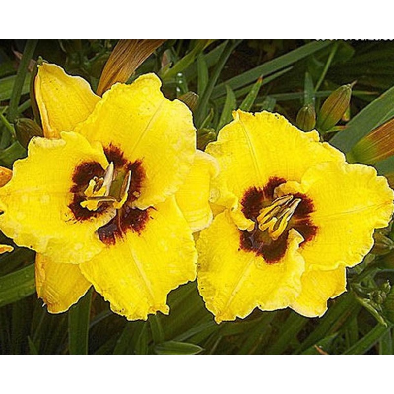Bumble Bee