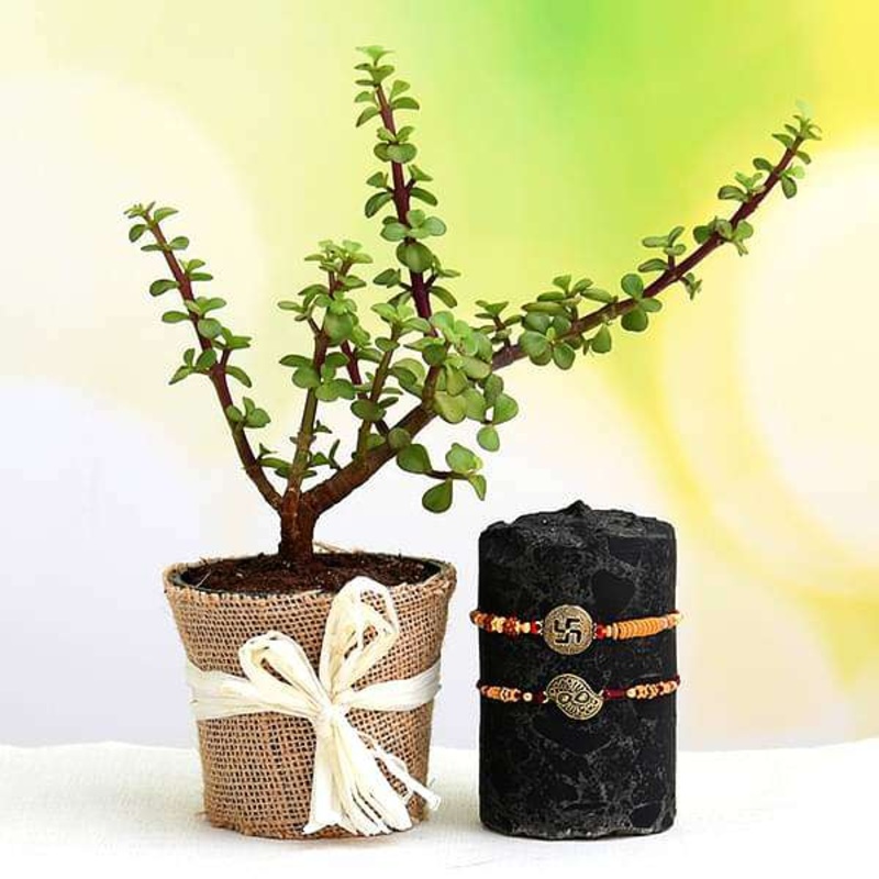 Celebrate Rakshabandhan with Set of 2 Rakhi and Jade Plant