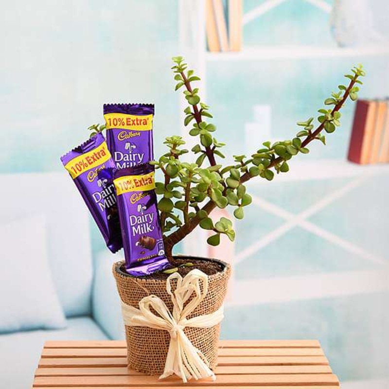 Celebrate Sweet Memories with Jade Plant