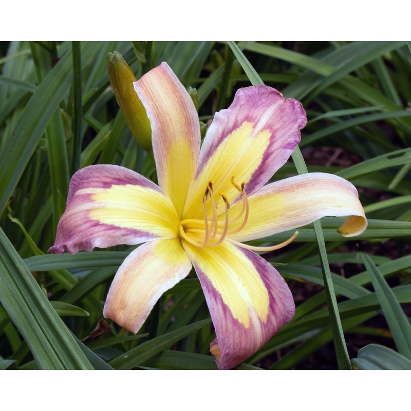 Discarded Beauty