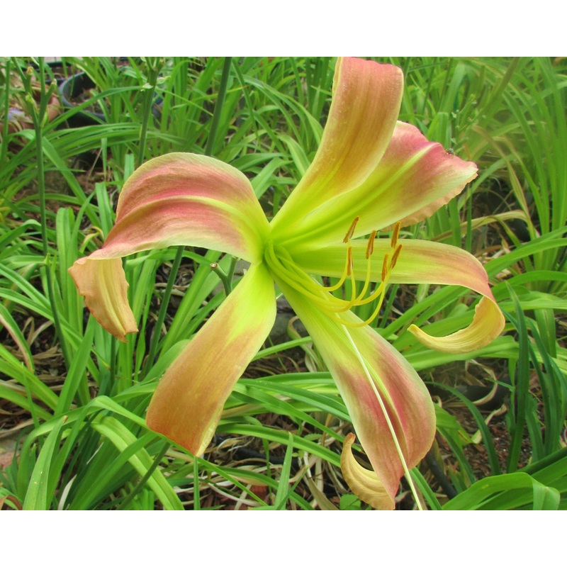 Easter Star