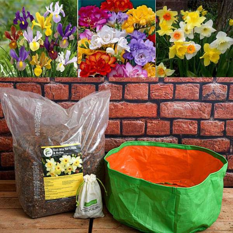 Easy to Grow Winter Bulbs – Garden Pack