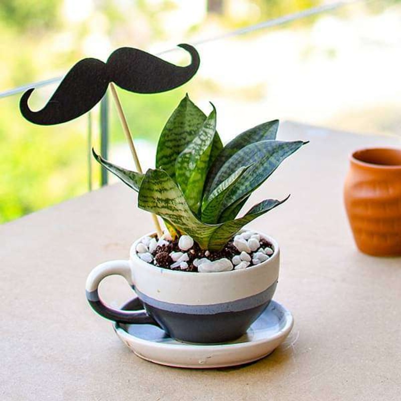 Elegant Sansevieria with Ceramic Cup for Energetic Dad