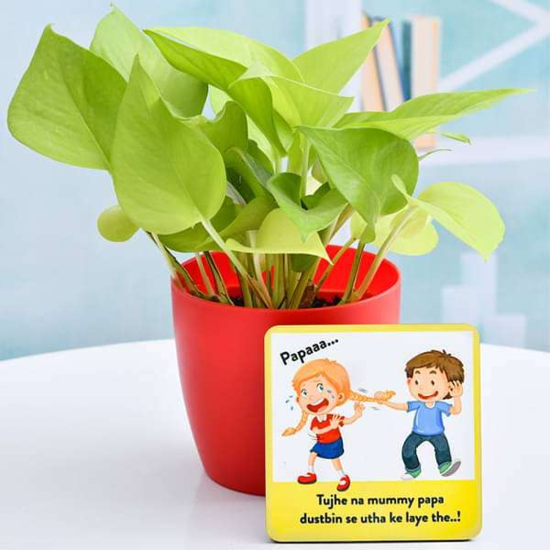 Evergreen Money Plant for Evergreen Sibling Bond