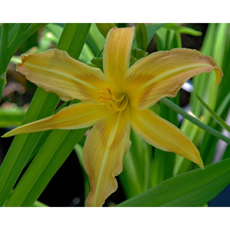 Exotic Star