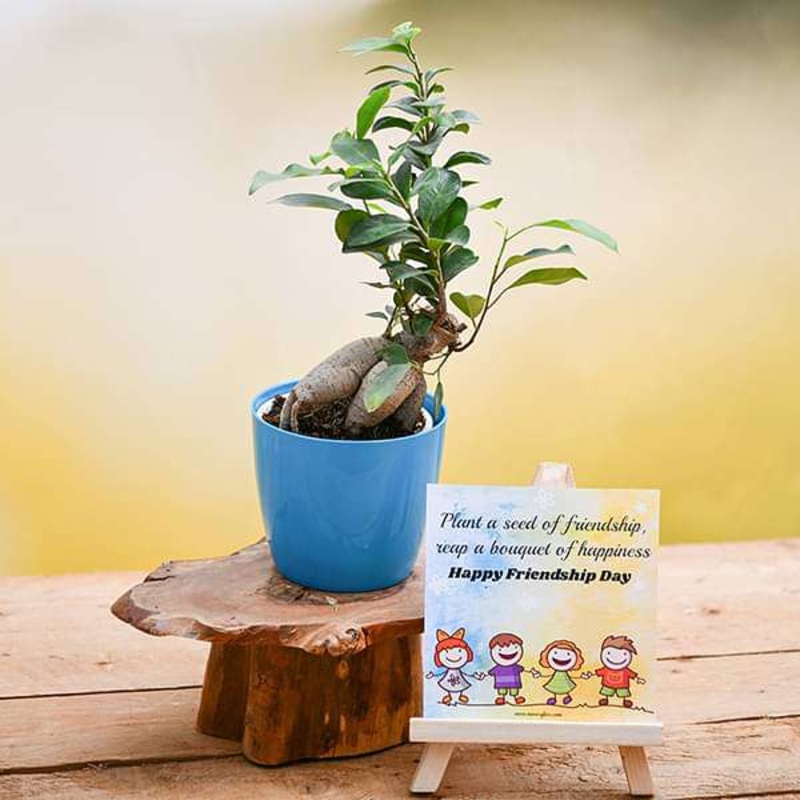Friendship Day Wishes with Incredible Ficus bonsai and Mini Easel