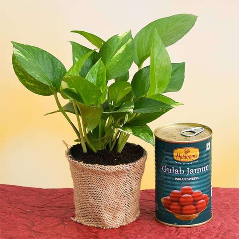 Glorious Green Money Plant with Gulab Jamun
