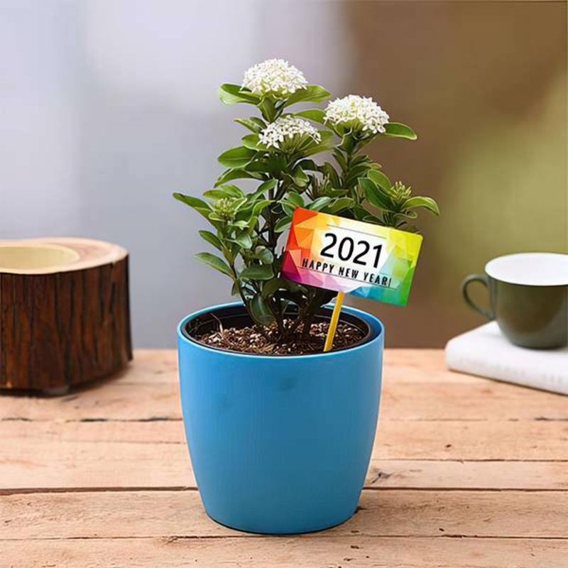 Ixora White for Happy New Year