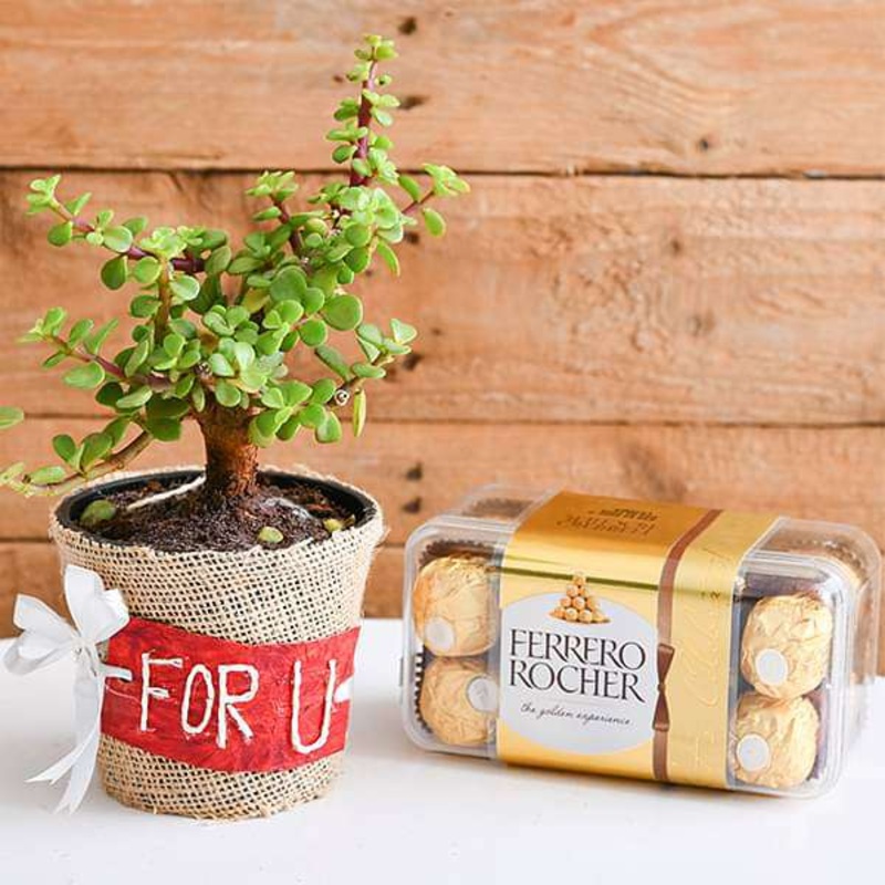 Jade Plant with Chocolate for your Loved Ones