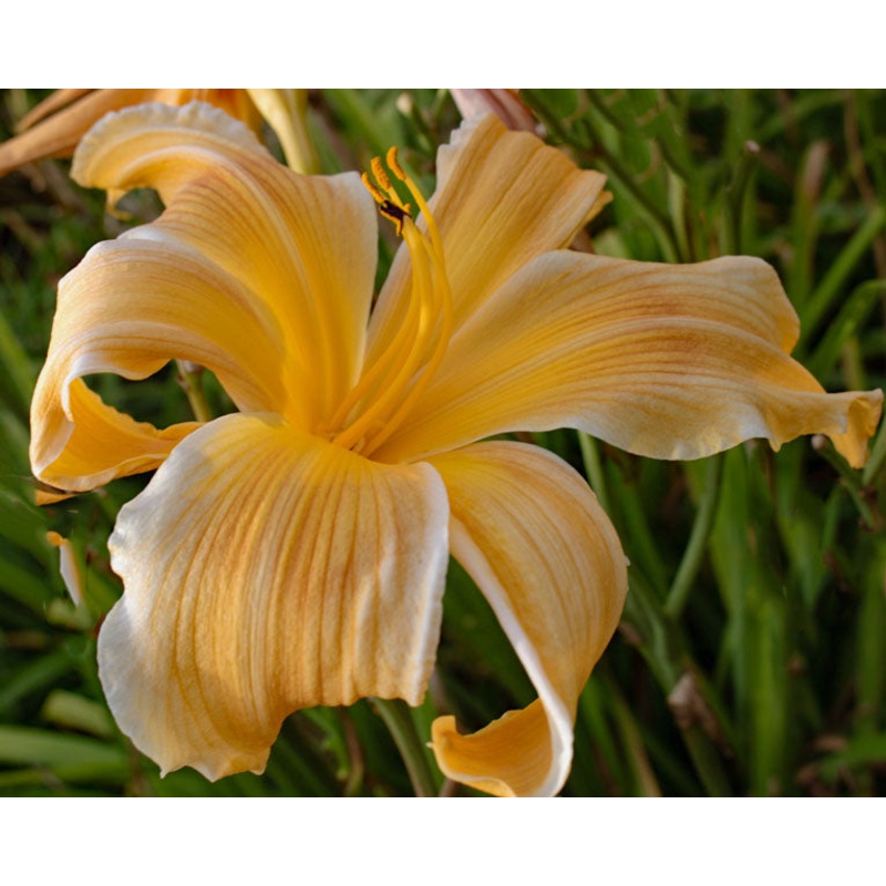 Lilly Dache