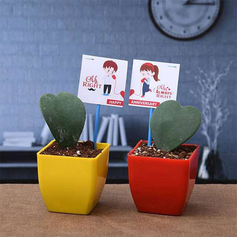 Lovable Heart Shape Hoya Plants to Celebrate Love