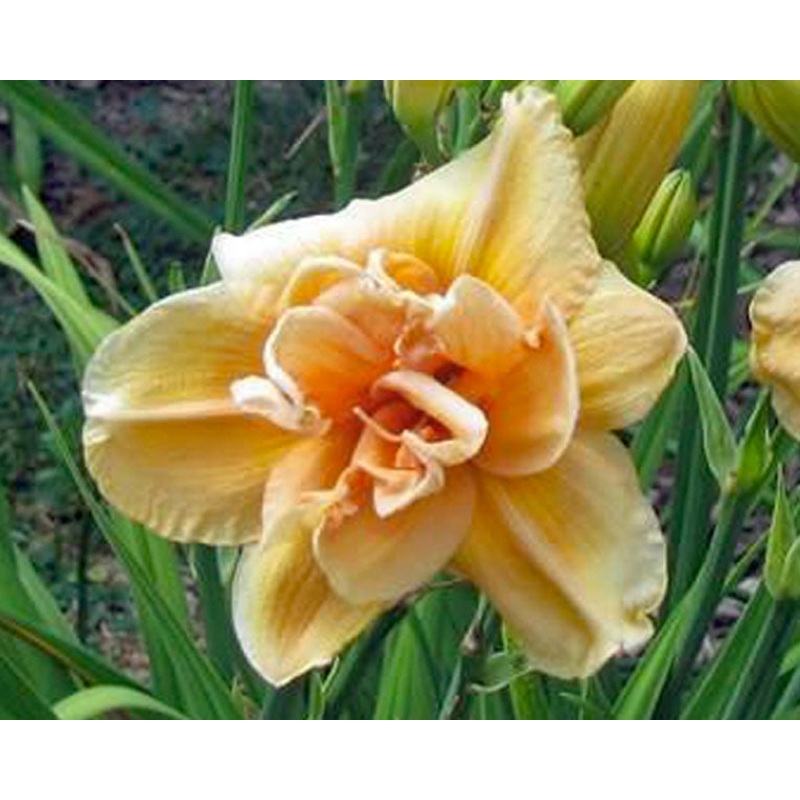 Peach Magnolia