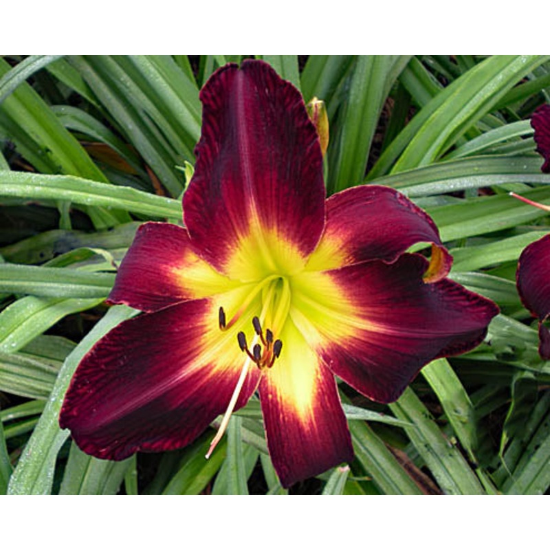 Persian Ruby