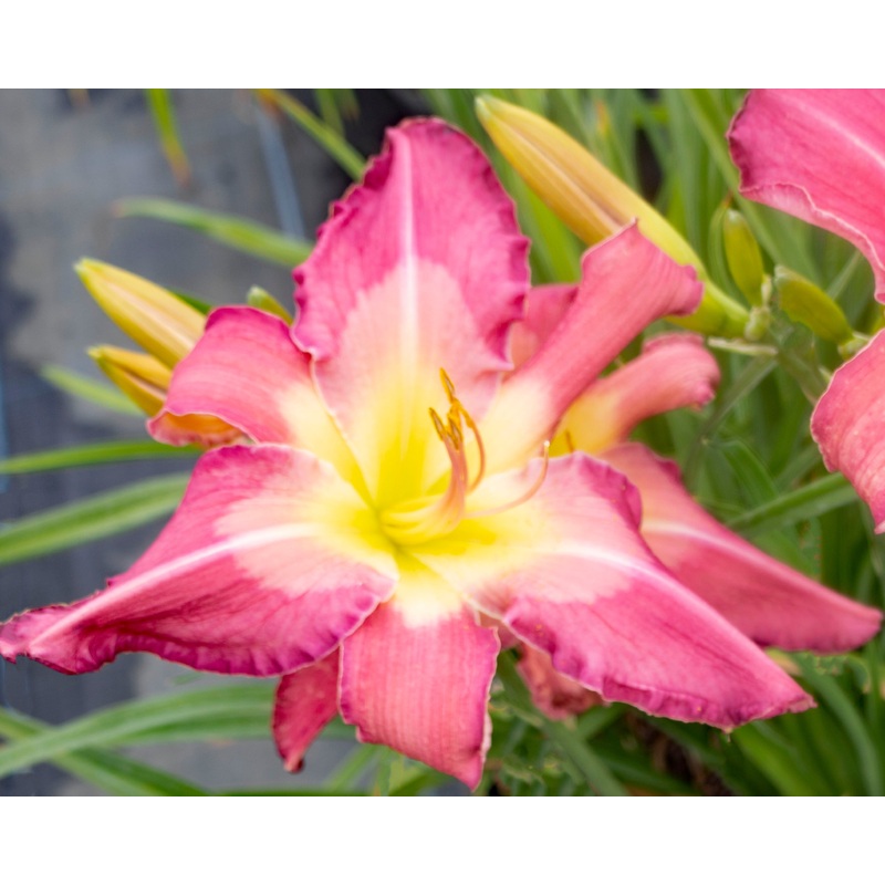 White Eyes Pink Dragon