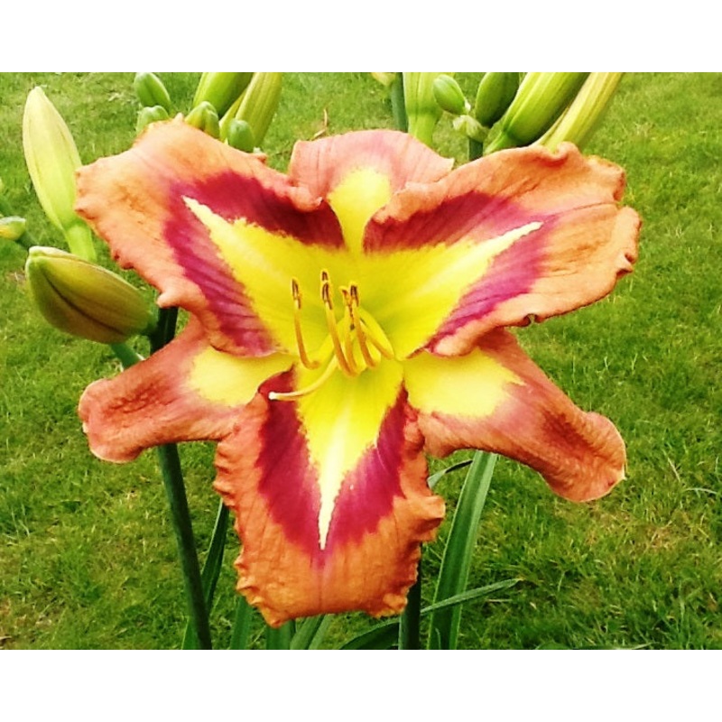 A Bodacious Pattern