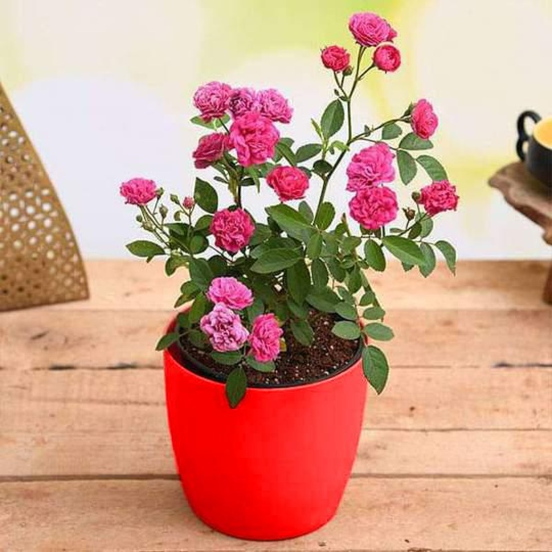 Admire True Love with Miniature Pink Rose – Gift Plant
