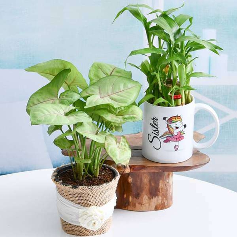 Best Plants for Best Sister Ever