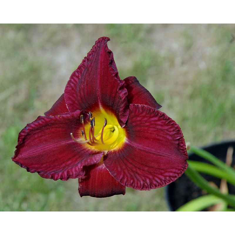 Caribbean Purple Spires