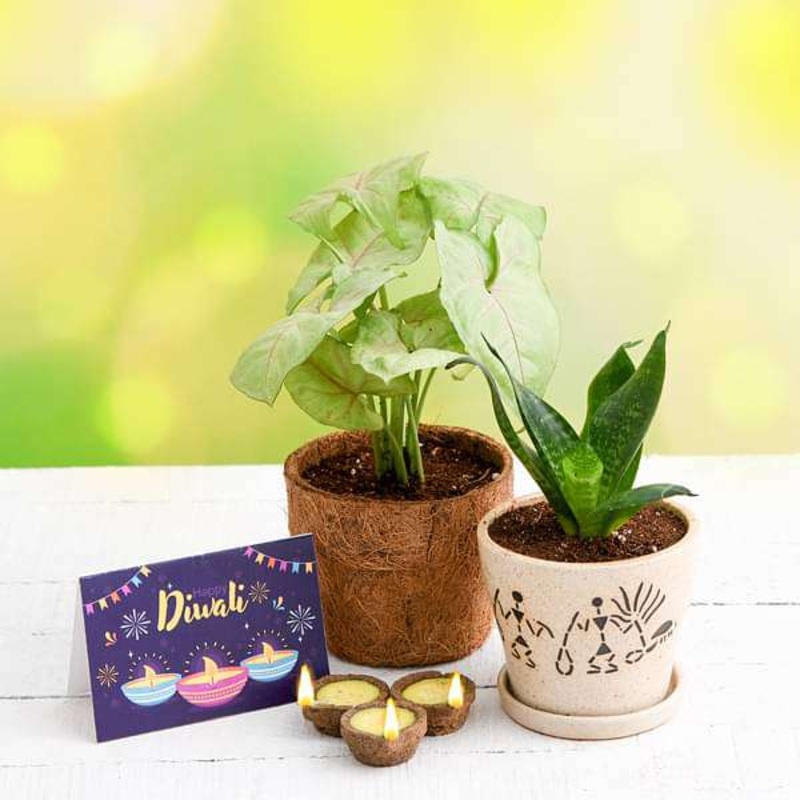 Celebrate Clean Diwali with Air Purifier Plants and Eco Friendly Diyas