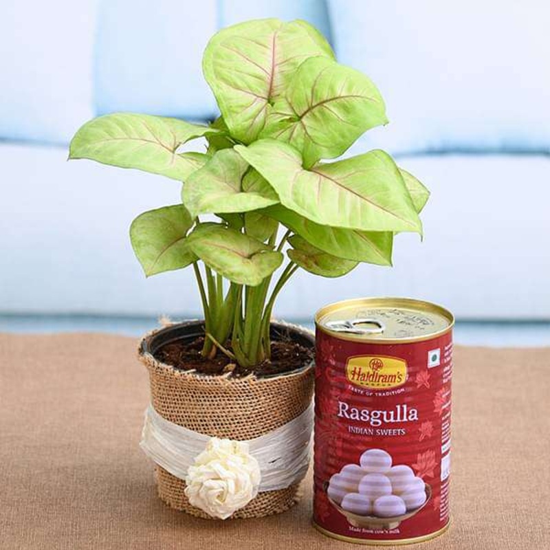 Celebrate joyful moments with Syngonium and Rasgulla