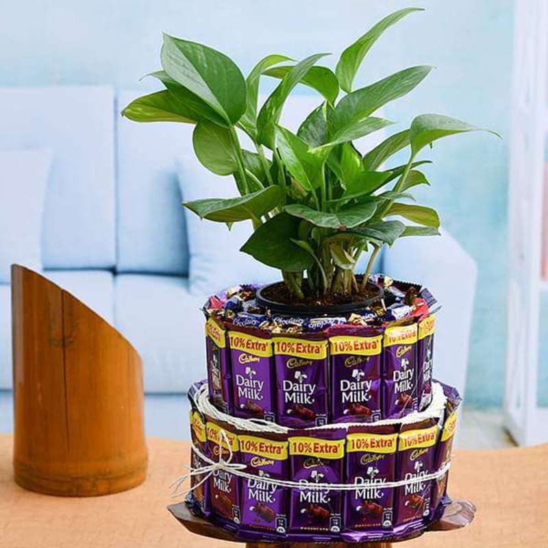 Chocolate Tower With Lovely Money Plant