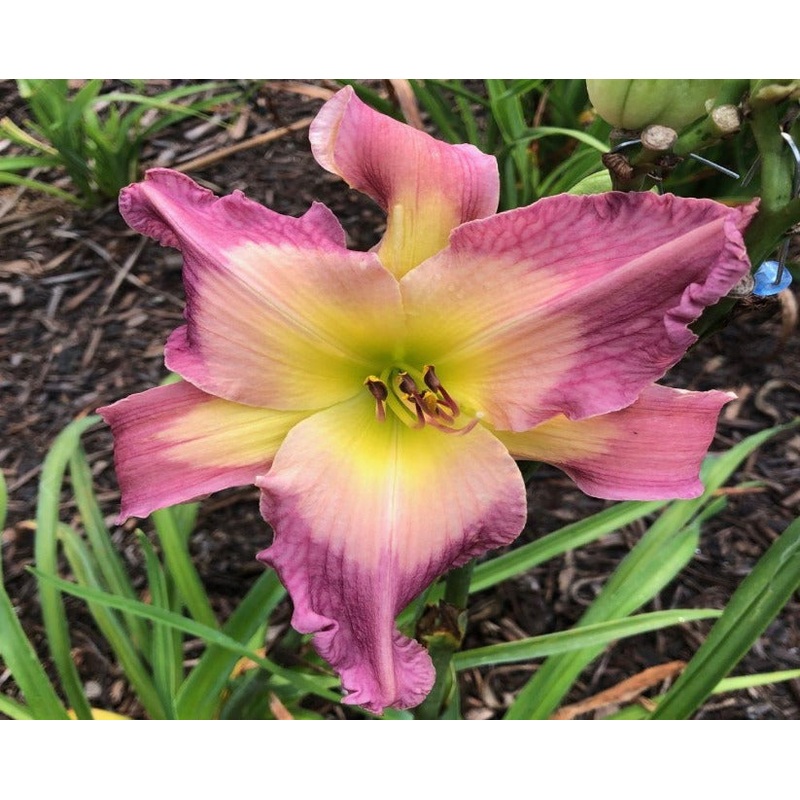 Doctor McGregors Garden