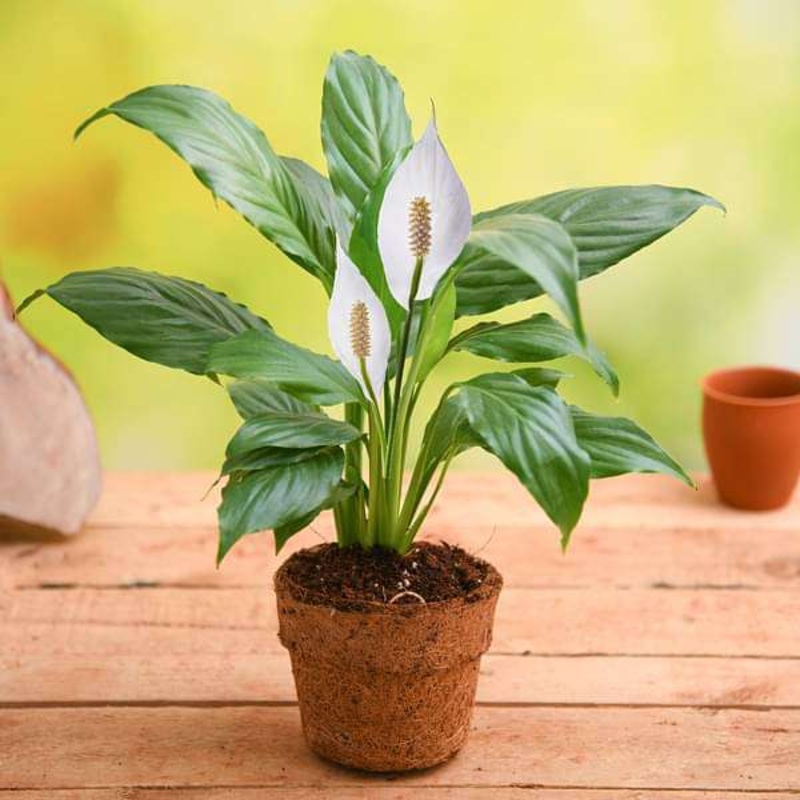 Eco friendly Peace Lily – Gift Plant