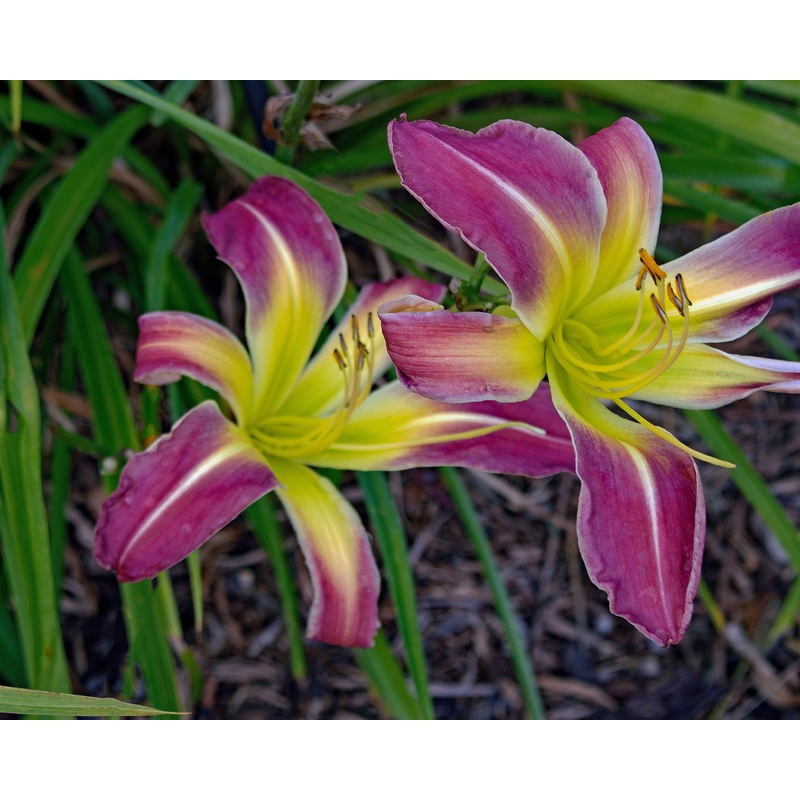Greywoods Nautical Nellie