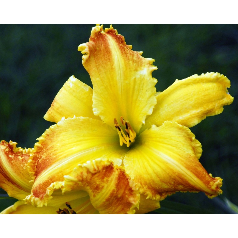 Heavenly Beginnings