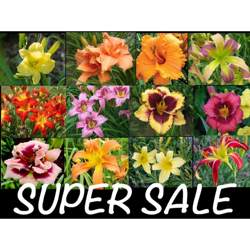 Lucky Dip Plants – A Collection of 12