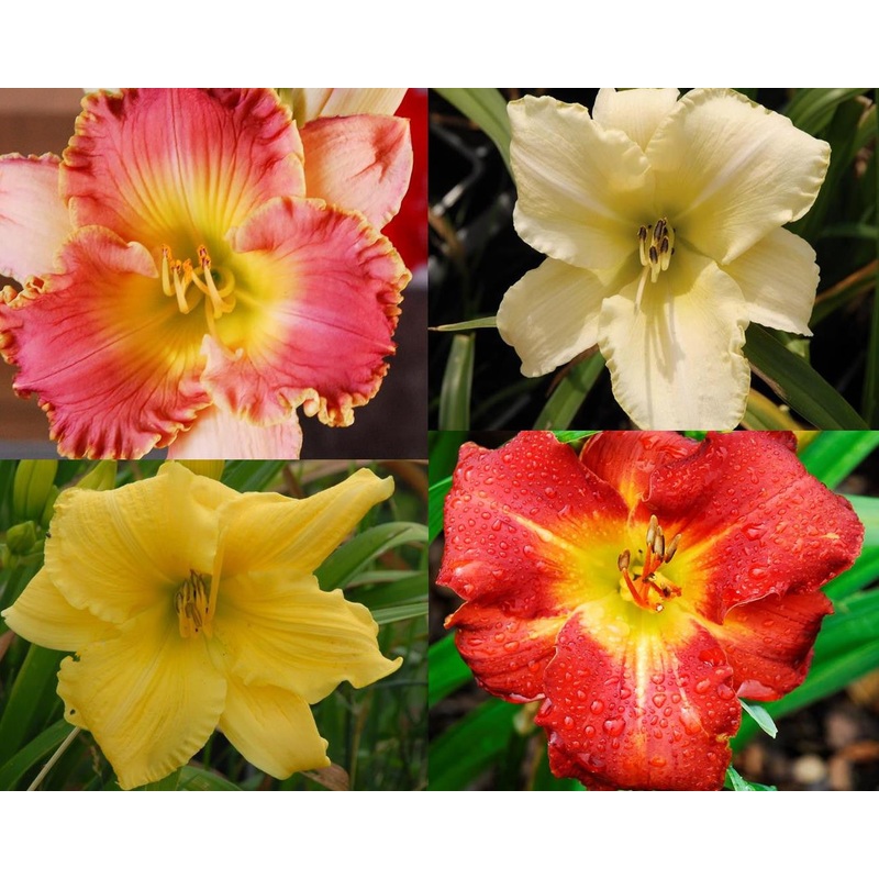 Lucky Dip Plants – A Collection of 5