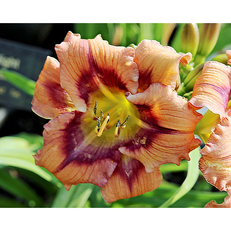 One Night Pollination