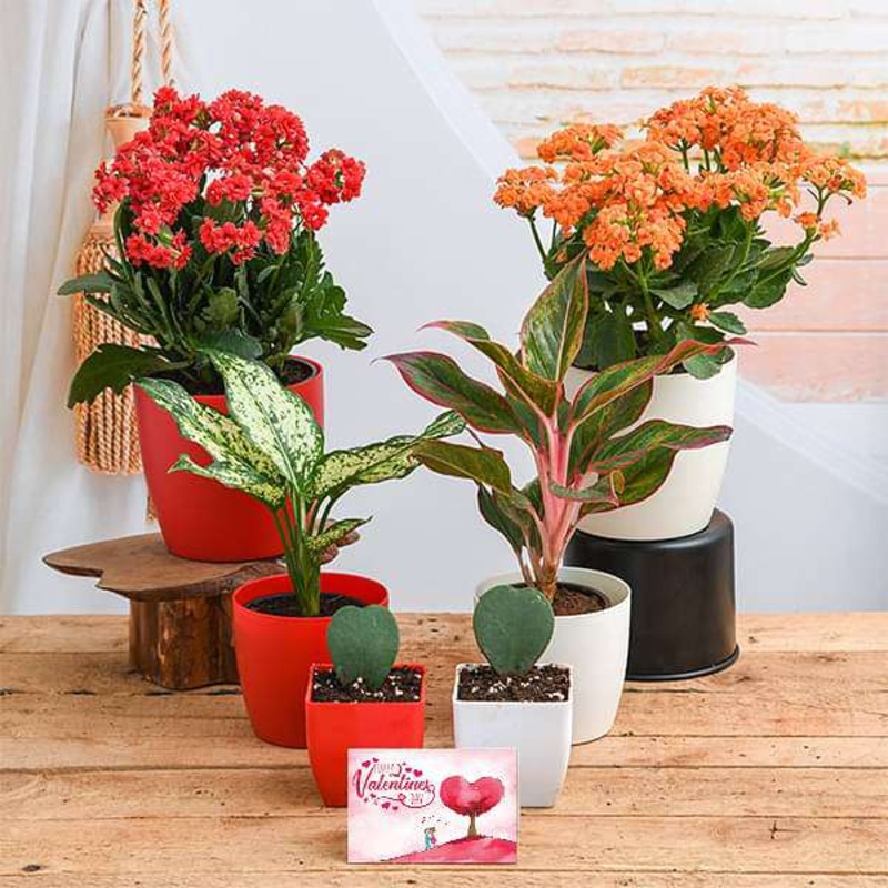 Romantic Plants Garden