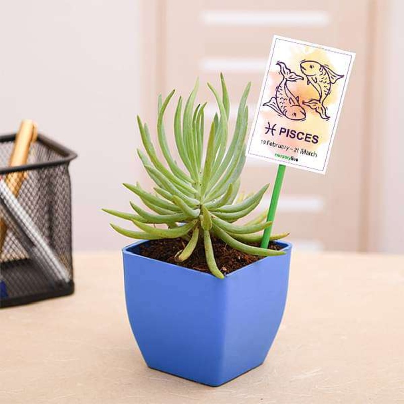 Senecio for Pisces or Meen Rashi – Plant