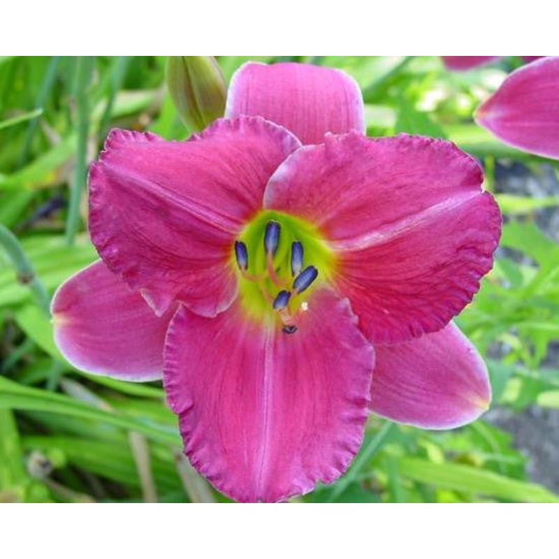 Vera Biaglow