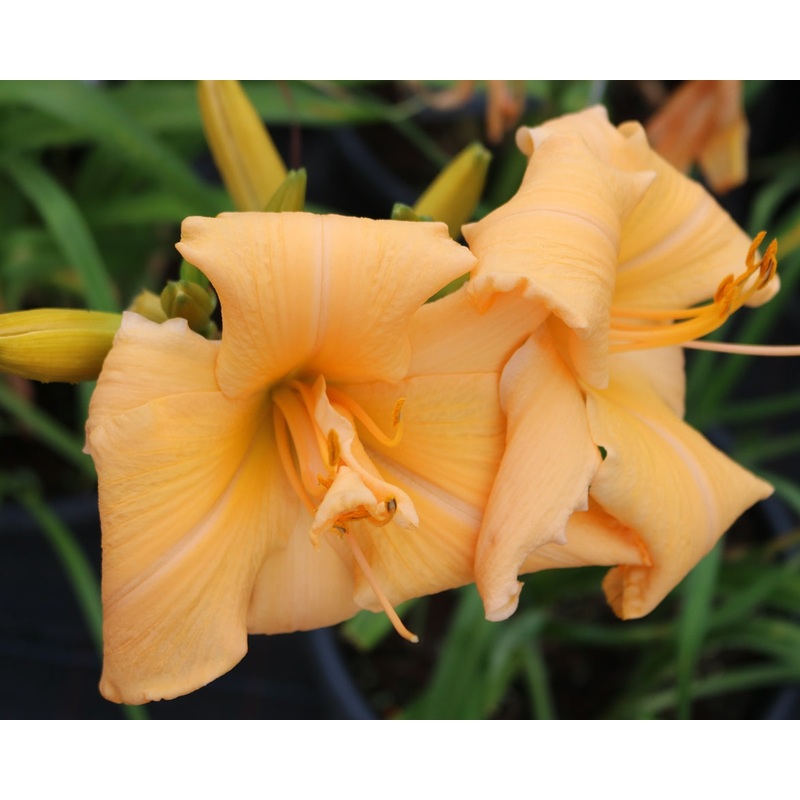 Webster’s Pinched Peach
