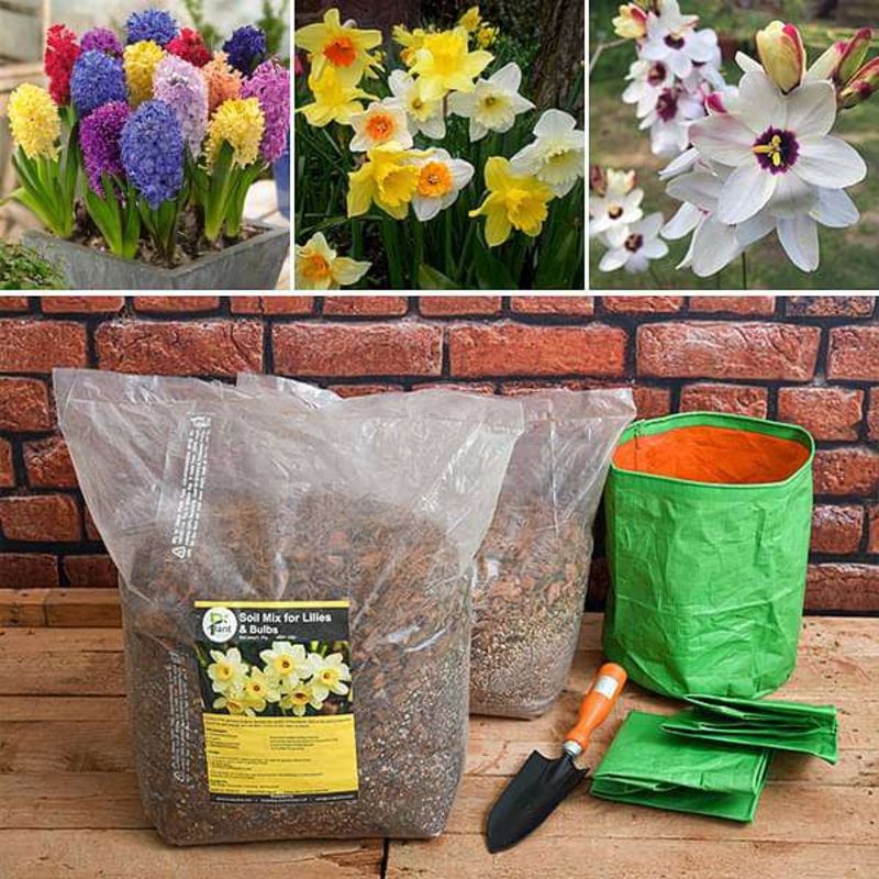 Wonderful Winter Bulbs – Garden Pack