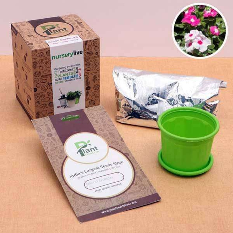Year Round Vinca Seeds – Garden Pack