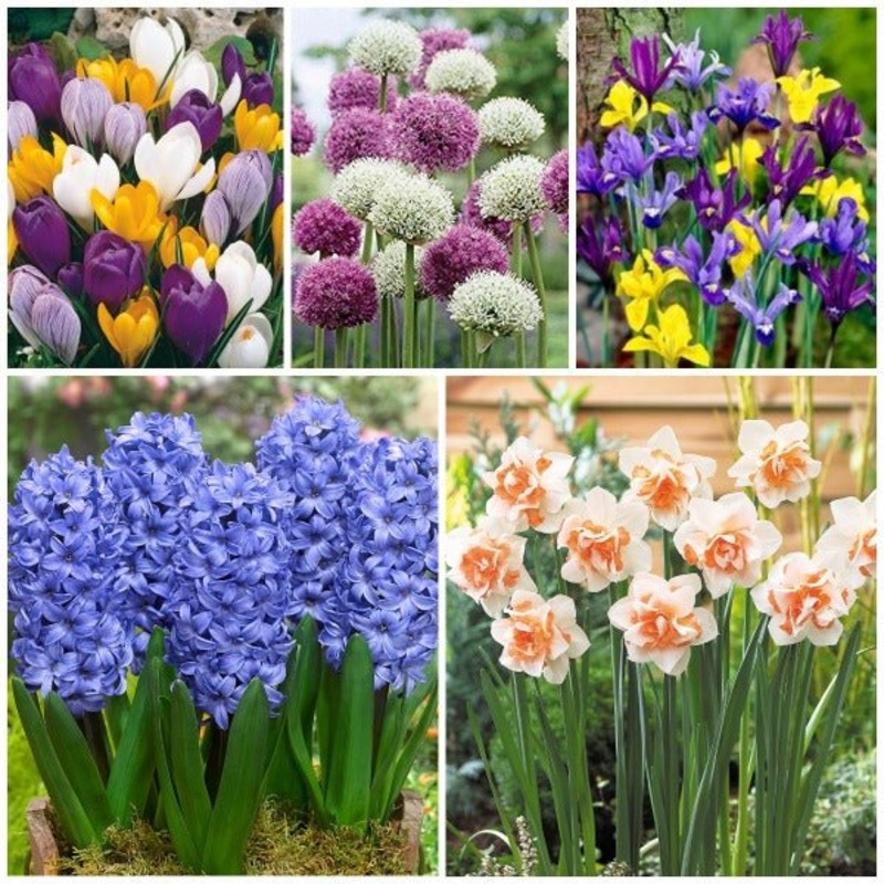 Amazing Flower Bulbs – (15 Bulbs Pack)