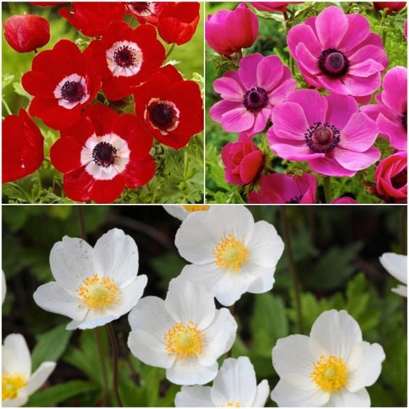 Attractive Anemones – 15 Bulbs Pack