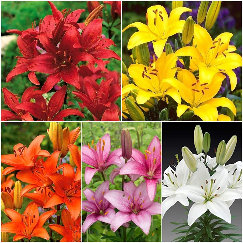 Awesome Asiatic Lilies – 20 bulbs Pack