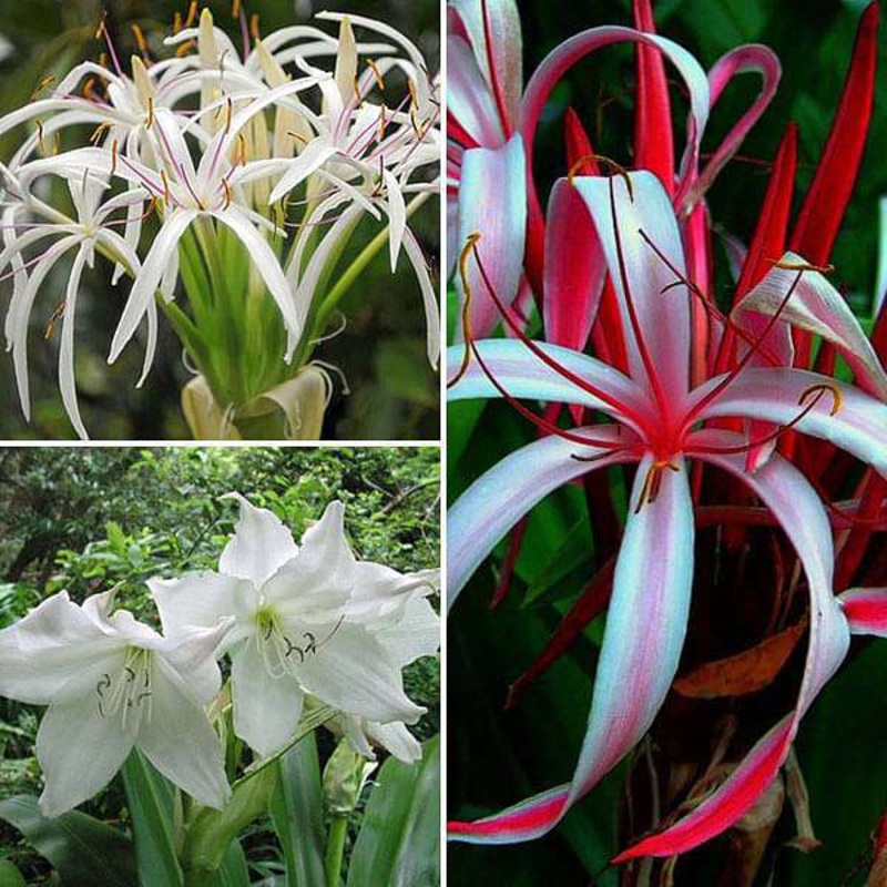 Charming Crinum Lily – 15 Bulbs Pack