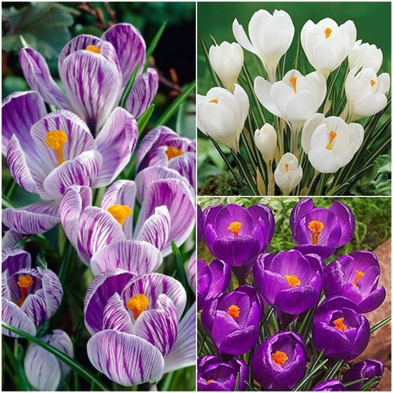 Charming Crocus – (15 Bulbs Pack)