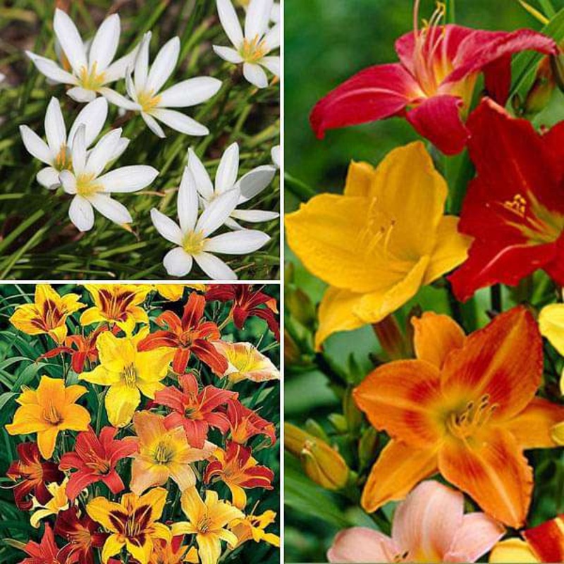 Charming Summer Sowing Flower Bulbs – 30 Bulbs Pack