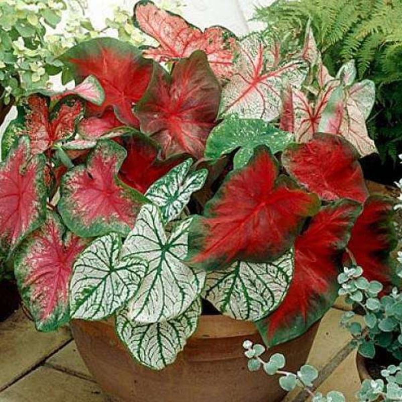 Classic Caladiums – 20 Bulbs Pack