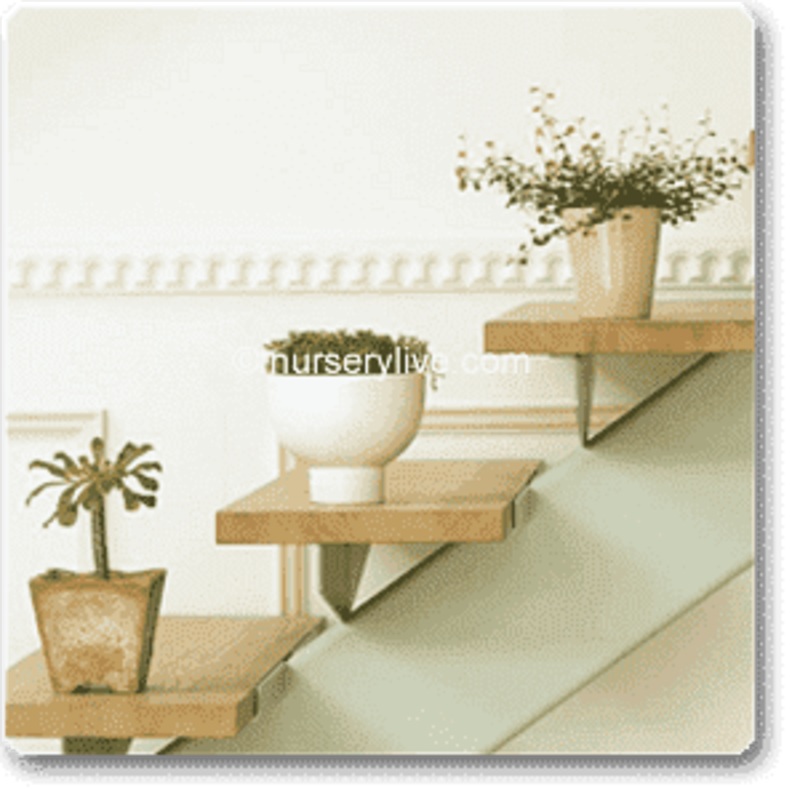 Comfortable 3BHK (Basic) Plant Decor Pack