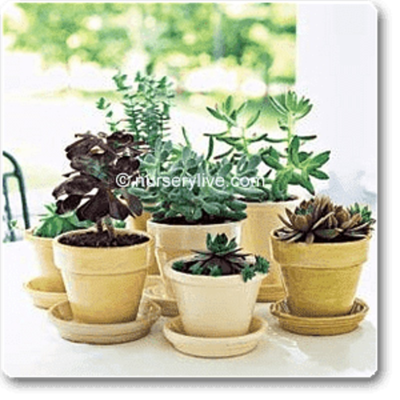 Comfortable 3BHK (Classic) Plant Decor Pack